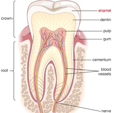 Healthy tooth structure